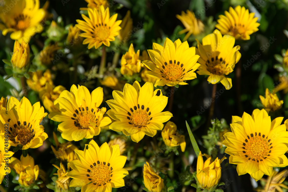 Field of aster flowers at the seaside in Jeju Island, South Korea Field of aster flowers at the seaside in Jeju Island, South Korea