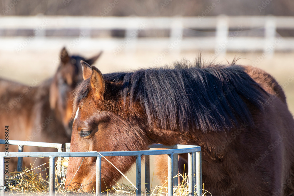 Horse in the outdoor