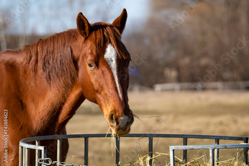 Horse in the outdoor