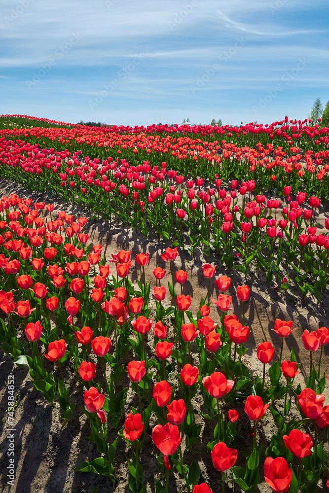 Many red tulips flower in the garden. Vertical view