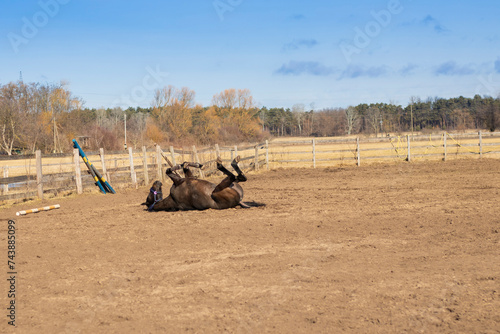 Horse in the outdoor