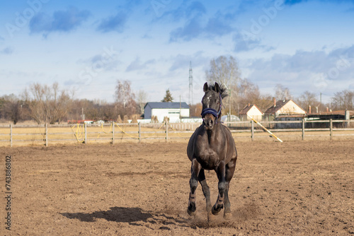 Obraz na płótnie Horse in the outdoor w salonie