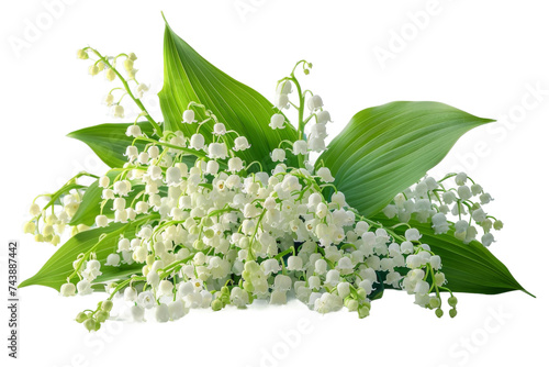 Lily of the Valley Flowers. A cluster of delicate lily of the valley flowers are displayed Each bloom showcases its petite bell shape and vibrant green leaves.