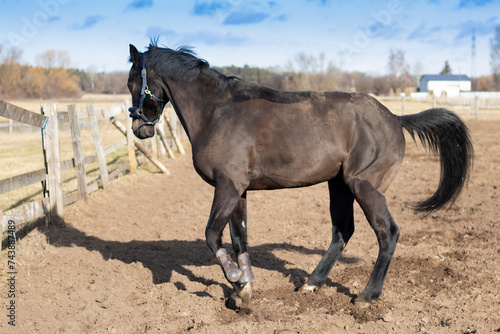 Horse in the outdoor