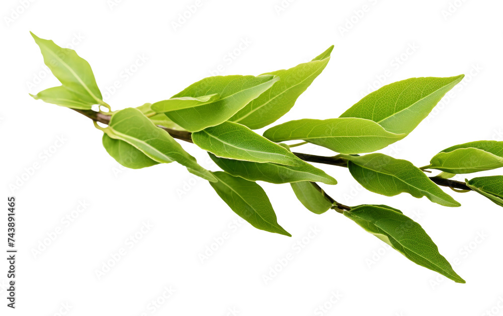 Branch of a Tree With Green Leaves. A close up view of a branch from a tree, covered in lush green leaves. The leaves are healthy and vibrant, basking in the sunlight. Branch of a Tree With Green Leaves. A close up view of a branch from a tree, covered in lush green leaves. The leaves are healthy and vibrant, basking in the sunlight.