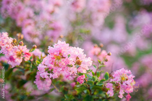 Pink crepe myrtle flowers blossum in golden afternoon light