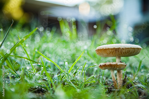 Pair of toxic mushrooms growing among stalks of dewy grass photo