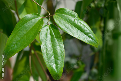 Fotografie Apple Blossom Clematis leaves