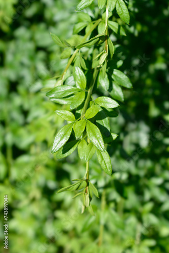 Winter jasmine branch