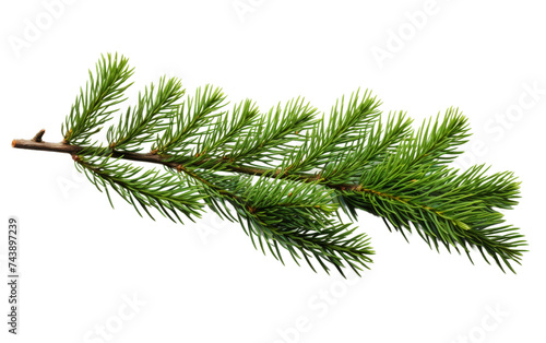 Pine Tree Branch. The branch is detailed, showcasing the green needles and textured bark typical of pine trees. On PNG Transparent Clear Background.