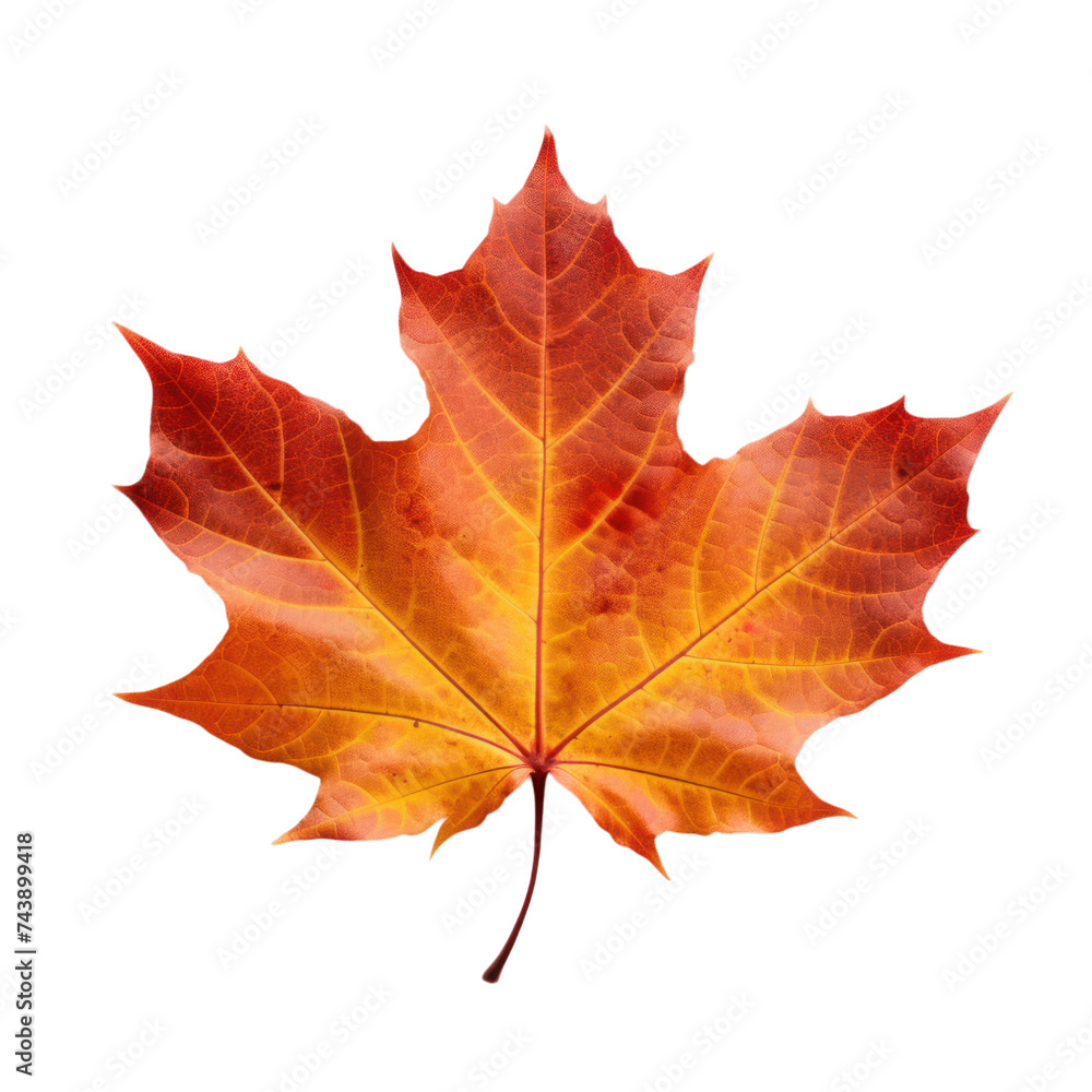 Autumn leaf isolated on transparent background Autumn leaf isolated on transparent background