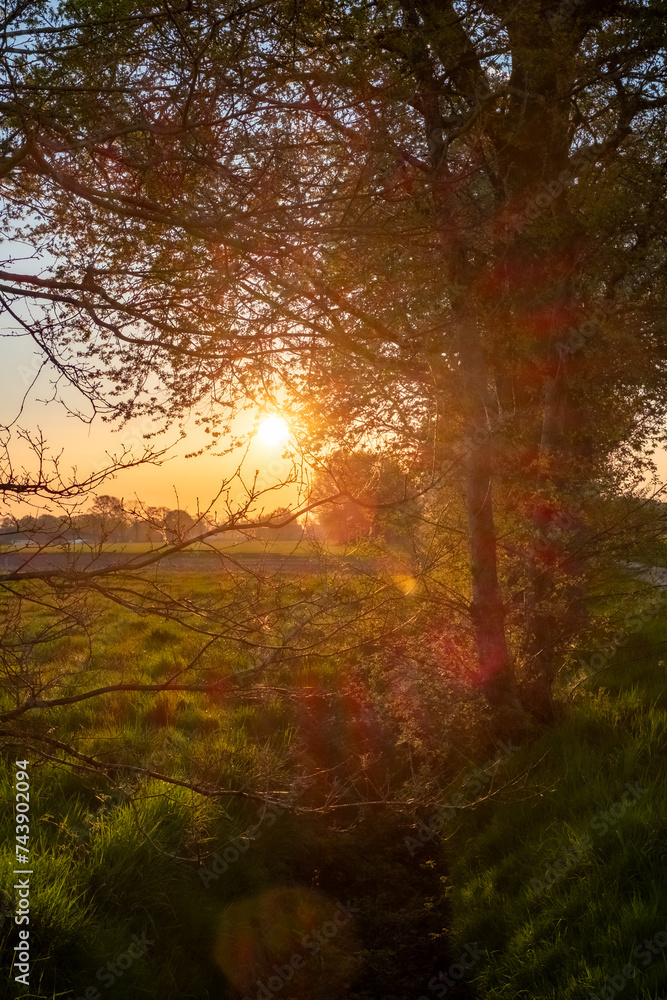 A captivating morning scene where the sun makes a dramatic appearance, bursting through the branches of springtime trees. The soft rays of light create a sunburst effect, casting a magical glow on the A captivating morning scene where the sun makes a dramatic appearance, bursting through the branches of springtime trees. The soft rays of light create a sunburst effect, casting a magical glow on the