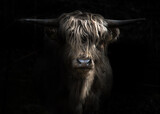 scottish highland cow (Bos taurus), portrait with a dark background