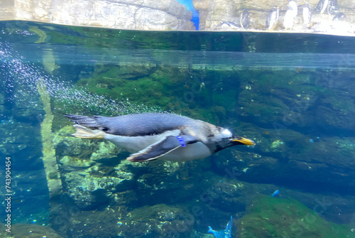 Penguin in aquarium