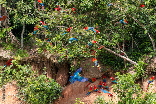 national park of peru: tambopata and its macaws © Miguel