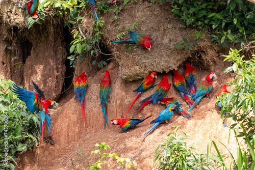 animals in rainforest: peruvian clay lick in rainforest of tambopata reserve © Miguel
