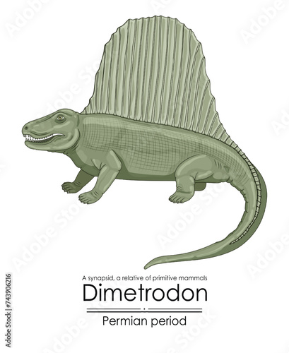 Dimetrodon, one of the earliest relatives of mammals, Permian period synapsid. Colorful illustration on a white background