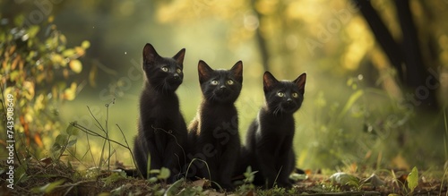 Three hungry black cats eagerly await the arrival of new feline companions as they sit in the grass.