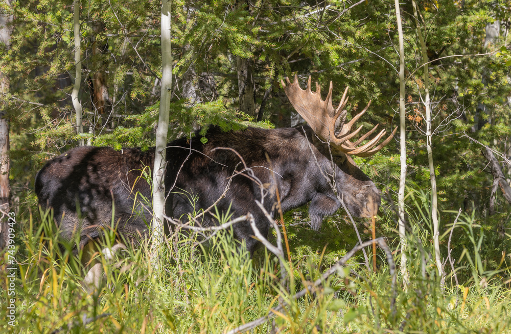 Bull Moose During the Rut in Grand Teton National Park Wyoming in Autumn Bull Moose During the Rut in Grand Teton National Park Wyoming in Autumn