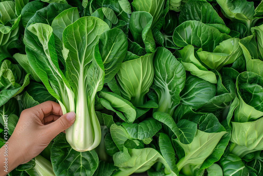 Hand selecting fresh bok choy from a vibrant, green leafy background, ideal for healthy lifestyle and nutrition concepts with copy space - obrazy, fototapety, plakaty 