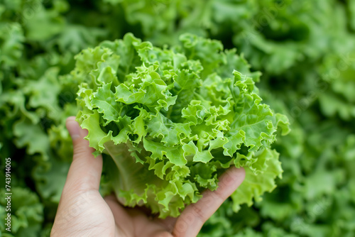 Close-up photo of fresh, green, leafy lettuce being held in a person's hand against a blurred garden background, perfect for healthy eating and gardening concepts