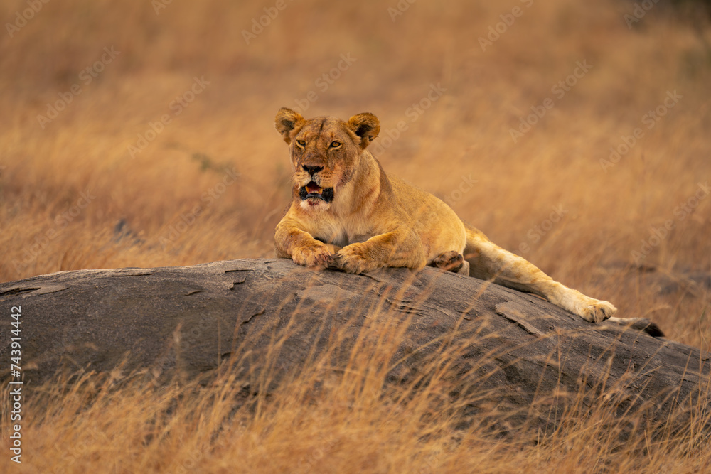 Lioness lies on low rock staring ahead Lioness lies on low rock staring ahead
