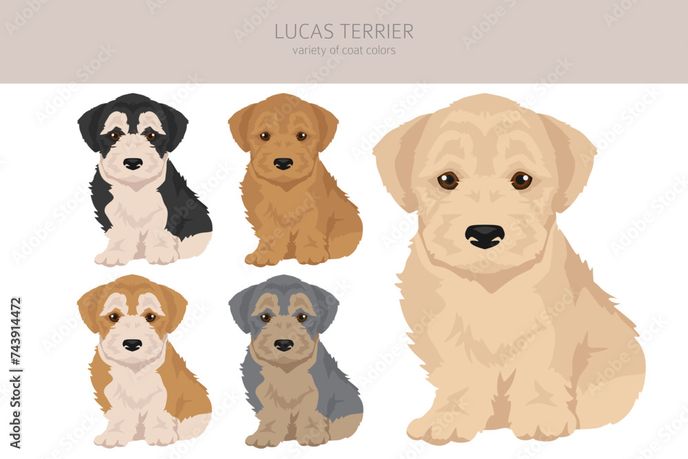 Lucas Terrier_2 Lucas Terrier_2