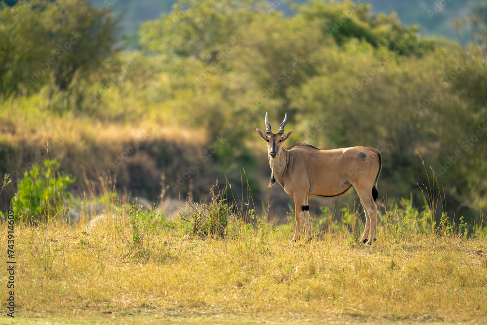 Male common eland stands looking towards camera Male common eland stands looking towards camera