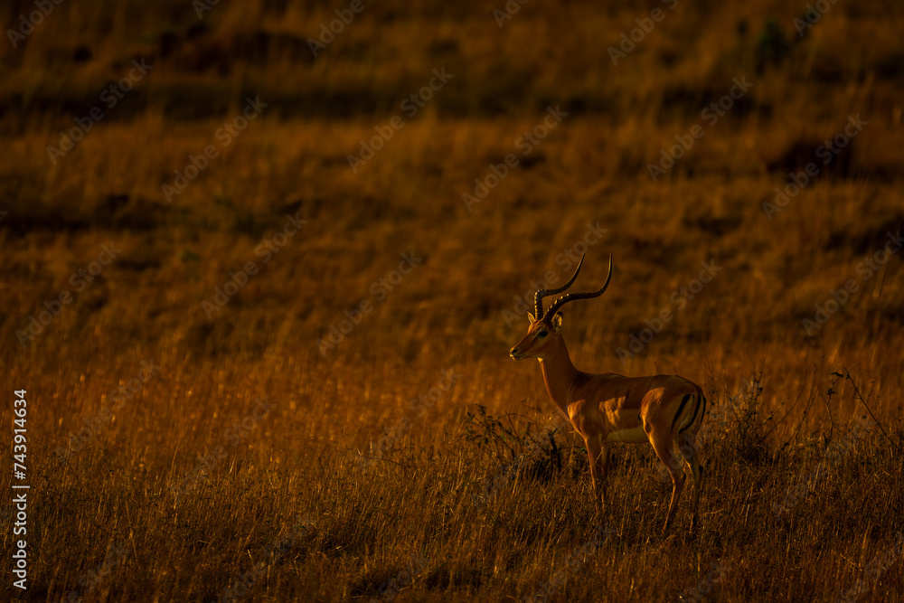 Male common impala stands in tall grass Male common impala stands in tall grass