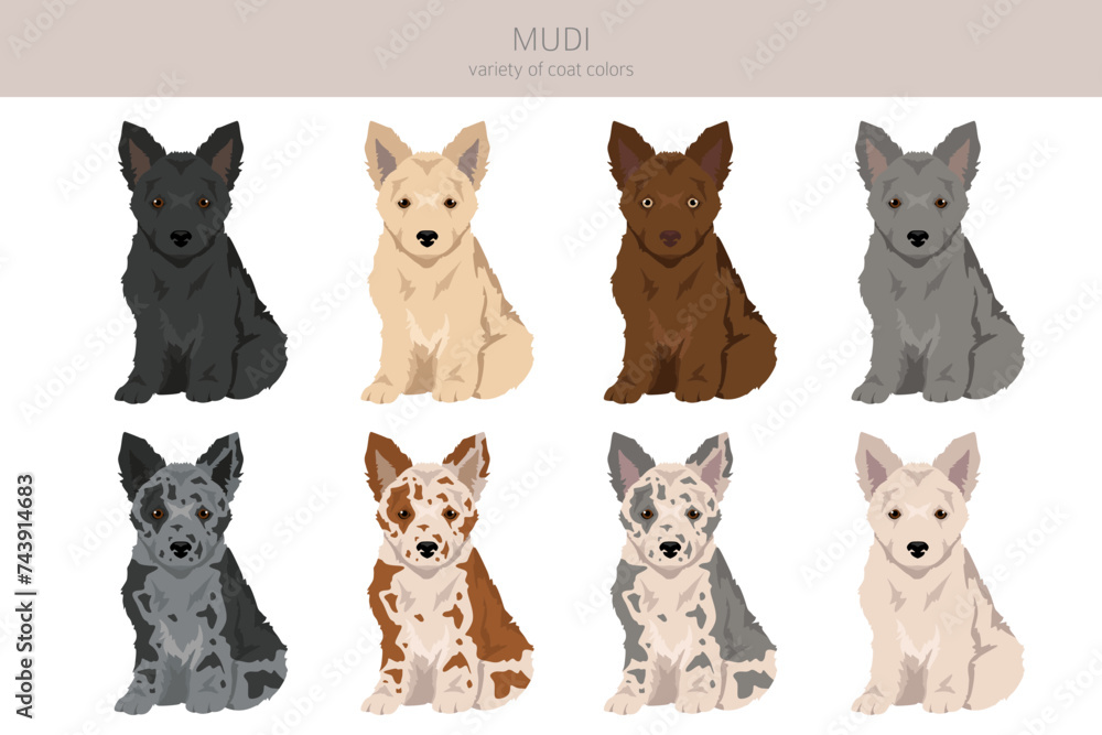 Mudi puppy clipart. Different poses, coat colors set