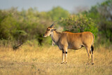 Male common eland stands on short grass