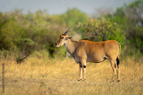 Male common eland stands on short grass
