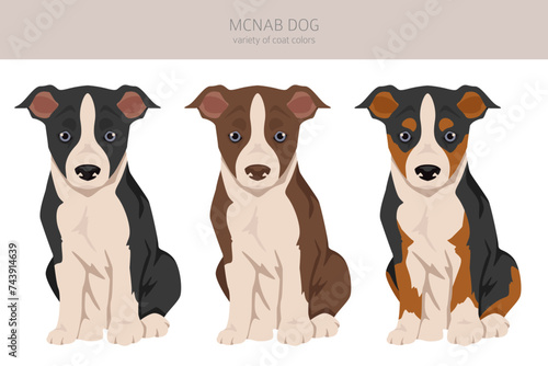 McNab dog puppy clipart. All coat colors set.  All dog breeds characteristics infographic