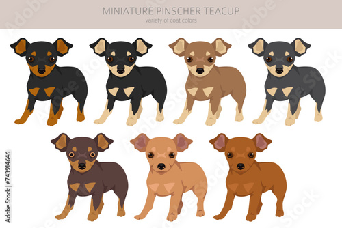 Miniature pinscher teacup puppy clipart. Different poses, coat colors set