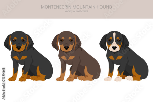 Montenegrin Mountain hound puppy clipart. All coat colors set.  All dog breeds characteristics infographic