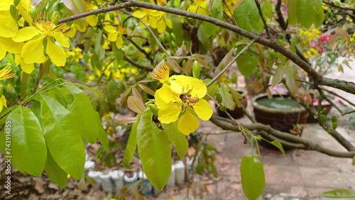 Bee collecting nectar pollen on spring in yellow apicot flower in sunny day. Close up of honey bee in garden of Mekong Delta Vietnam. photo