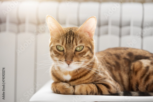 Fototapeta Naklejka Na Ścianę i Meble -  A ginger cat lies warming himself near a white radiator.