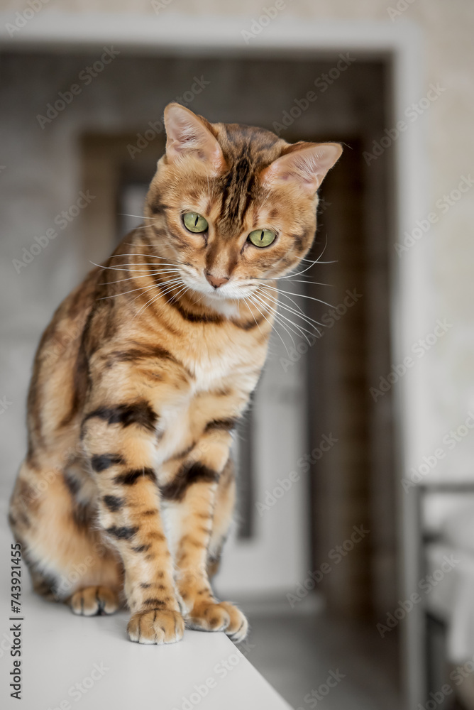 Bengal cat resting in a home interior.
