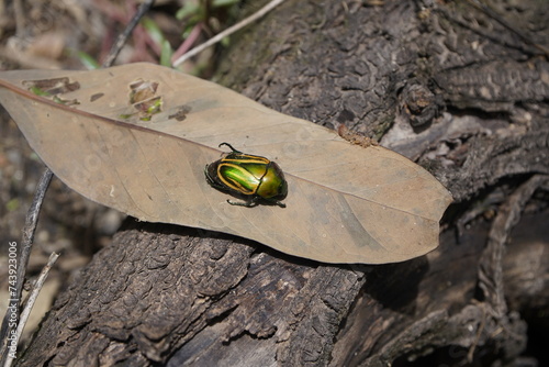 Macraspis festiva is a species of beetle in the family Scarabaeidae. Cocó Park, Fortaleza - Ceará, Brazil. photo