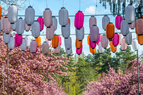 Принти на полотні Cherry blossom, hanami festival in spring with Japanese lanterns in the Parc de