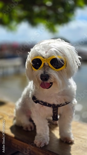 dog with sunglasses © Luciana