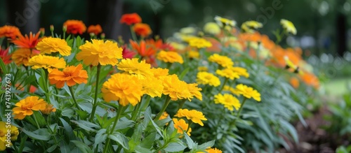 A bunch of yellow and orange flowers with leaves scattered across the grass in a park. © AkuAku