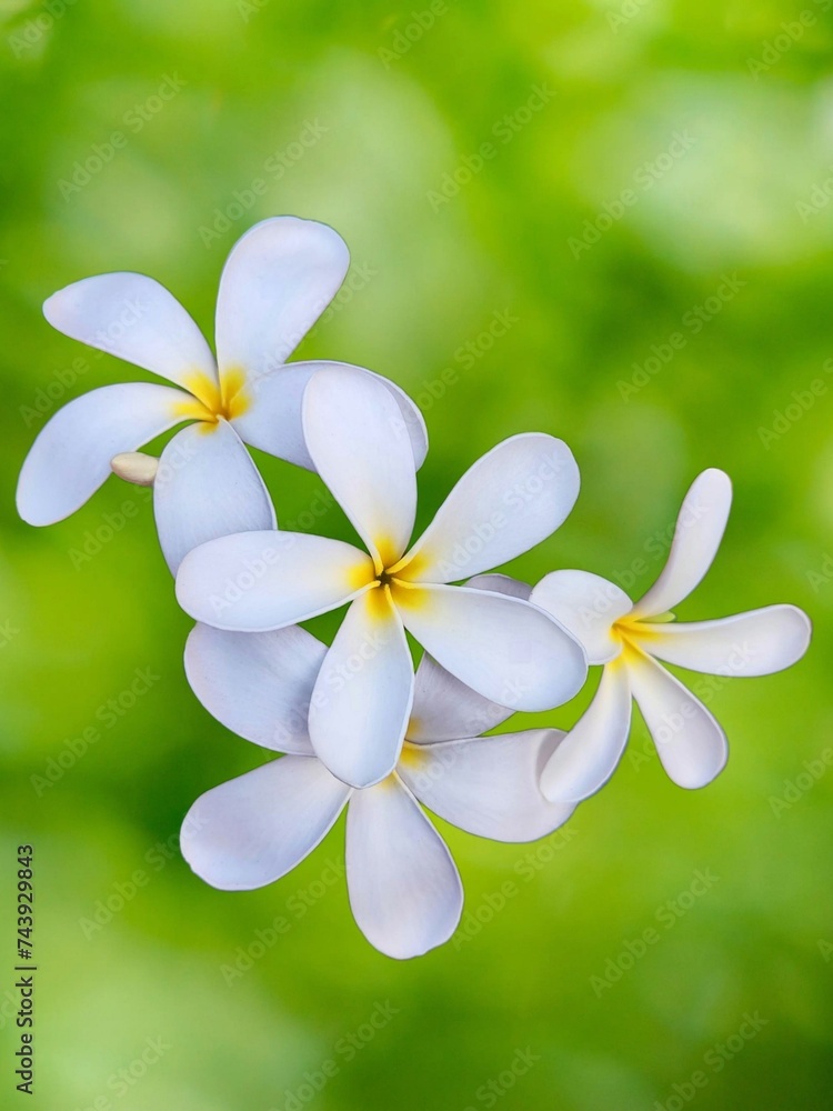 White flowers in green background White flowers in green background