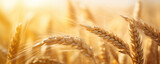 Golden wheat ears bask in the warm sunlight, symbolizing abundance and the peak of the harvest season.