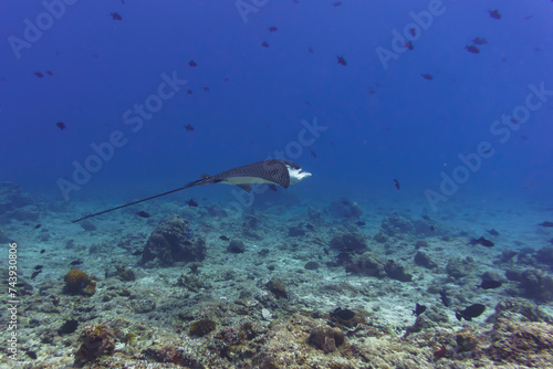 Spotted eagle ray in the coral reef of Maldives island. Tropical and coral sea wildelife. Beautiful underwater world. Underwater photography.