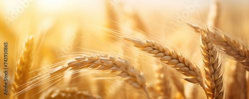 Golden wheat ears bask in the warm sunlight, symbolizing abundance and the peak of the harvest season. photo