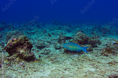 Rusty parrotfish (scaridae) in the coral reef of Maldives island. Tropical and coral sea wildelife. Beautiful underwater world. Underwater photography.