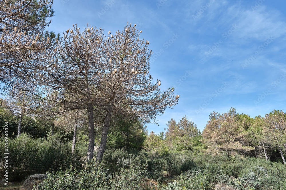 Some pines infected and diseased by nests of processionary caterpillars. Some pines infected and diseased by nests of processionary caterpillars.