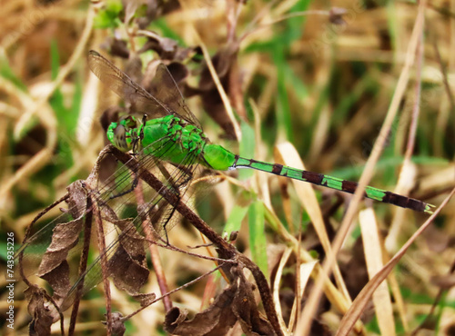 insect dragonflies of various colors that adorn nature