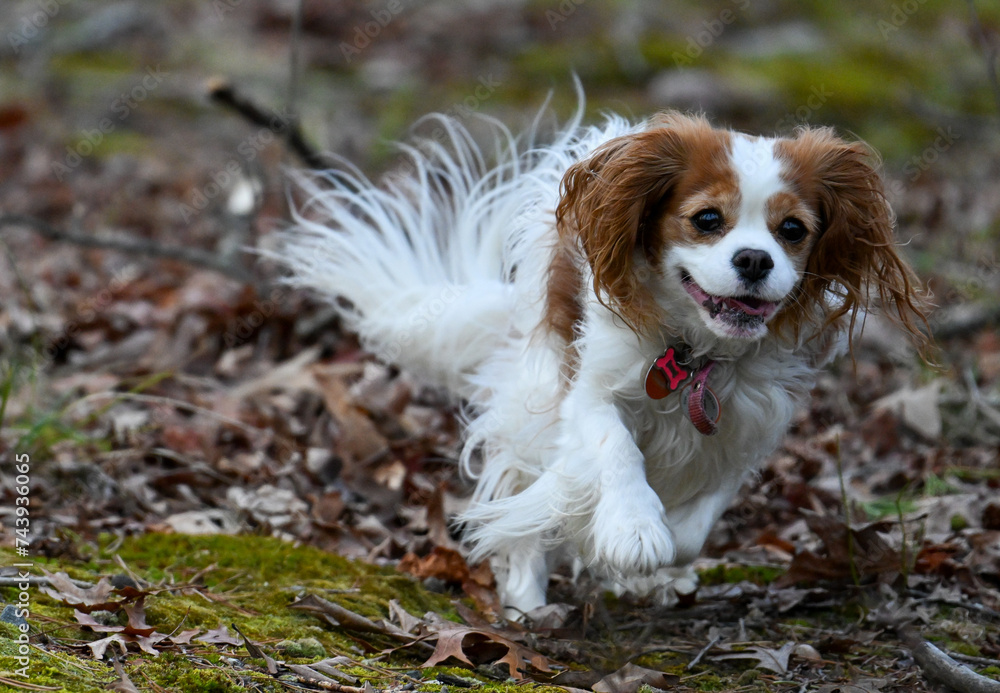 Cavalier Cavalier